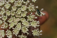 Bilyaxia concinna