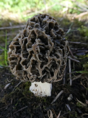 Morchella esculenta umbrina