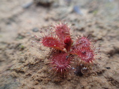 Drosera schmutzii