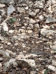 Thamnophis cyrtopsis