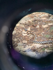 Thamnophis cyrtopsis