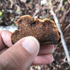 Polyporus hypomelanus