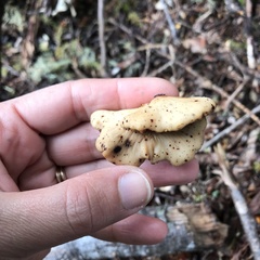 Polyporus hypomelanus