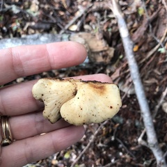 Polyporus hypomelanus