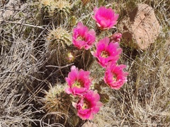 Echinocereus engelmannii