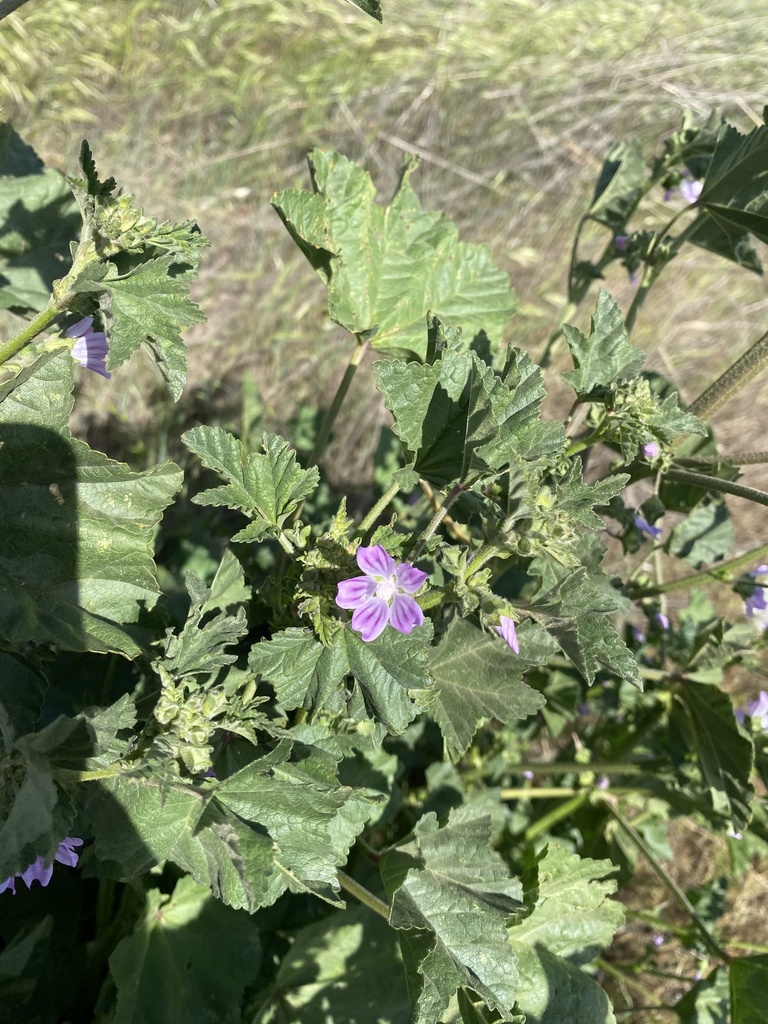 Mallows from Metz Rd, Soledad, CA, US on April 13, 2021 at 0248 PM by · iNaturalist
