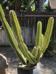 Lophocereus