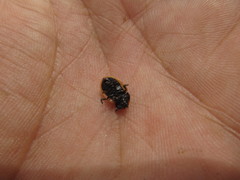 Poecilaspidella vittifera