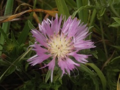 Centaurea pullata