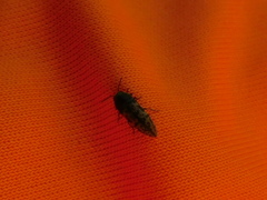 Acmaeodera neglecta neoneglecta