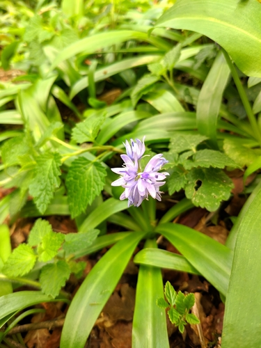 Scilla lilio-hyacinthus