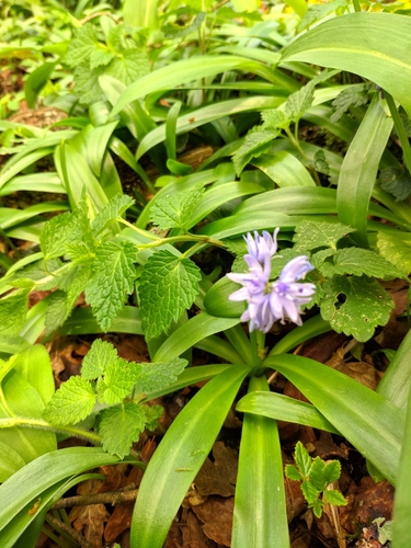Scilla lilio-hyacinthus