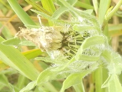 Centaurea pullata