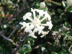 Pimelea nivea