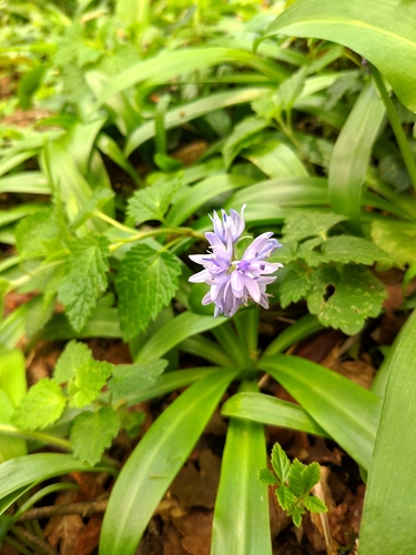 Scilla lilio-hyacinthus