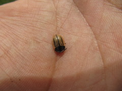 Poecilaspidella vittifera