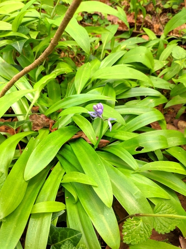 Scilla lilio-hyacinthus