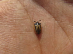 Poecilaspidella vittifera