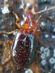 Ocys tachysoides