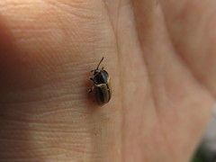 Poecilaspidella vittifera