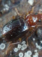 Ocys tachysoides