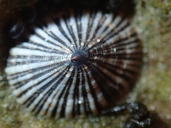 Siphonaria funiculata image