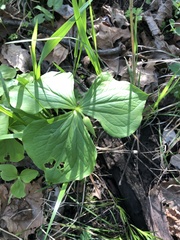 Trillium flexipes