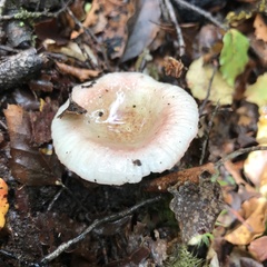 Russula roseopileata