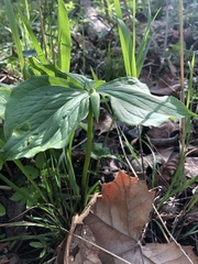 Trillium flexipes