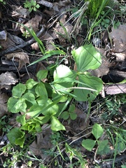 Trillium flexipes