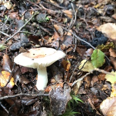 Russula roseopileata