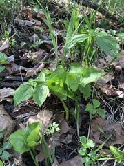 Trillium flexipes