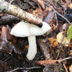 Russula roseopileata