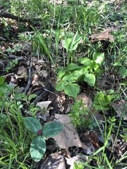 Trillium flexipes