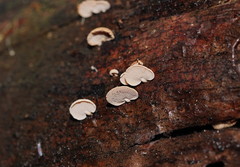 Panellus luxfilamentus