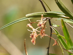 Epidendrum anisatum