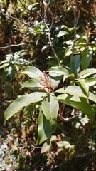 Pieris formosa