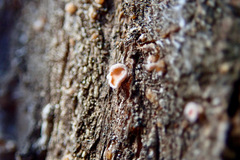 Lachnellula agassizii