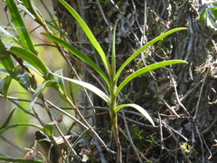 Epidendrum anisatum