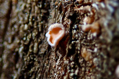 Lachnellula agassizii