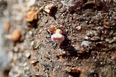 Lachnellula agassizii