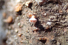 Lachnellula agassizii