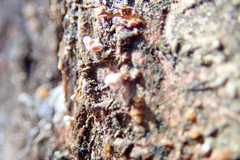 Lachnellula agassizii