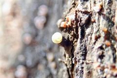 Lachnellula agassizii