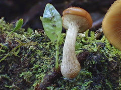 Galerina patagonica