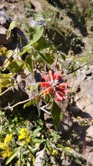 Colquhounia coccinea