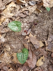 Hexastylis naniflora