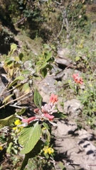 Colquhounia coccinea