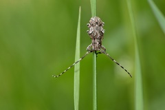 Mesosa nebulosa