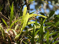 Prosthechea squalida